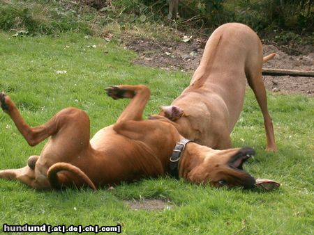 Rhodesian Ridgeback Hunde Foto 15152 Rhodesian Ridgeback ist das lustig