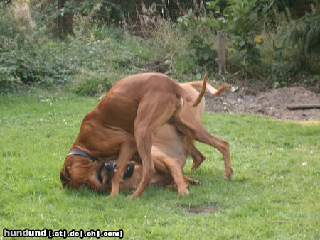 Rhodesian Ridgeback Hunde Foto 14575 Rhodesian Ridgeback wer wird denn hier wohl sieger sein???