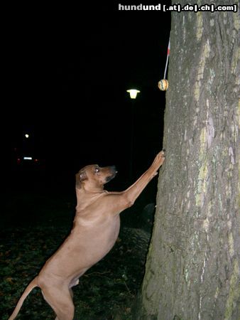 Rhodesian Ridgeback Hunde Foto 16904 Rhodesian Ridgeback ich will hoch hinaus!!