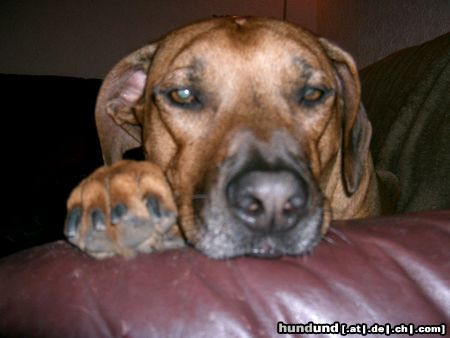 Rhodesian Ridgeback Hunde Foto 24657 Rhodesian Ridgeback ben