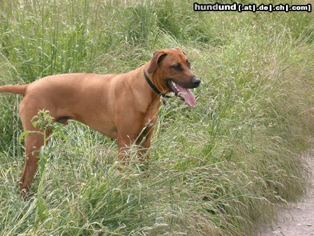 Rhodesian Ridgeback Hunde Foto 11602 Rhodesian Ridgeback Unser Fynn