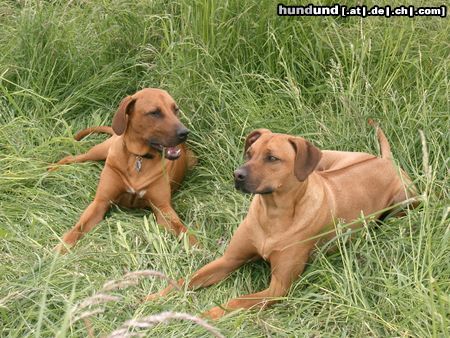 Rhodesian Ridgeback Hunde Foto 11586 Rhodesian Ridgeback ben und fynn