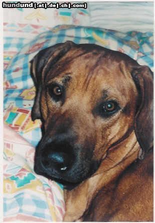 Rhodesian Ridgeback Hunde Foto 3491 Rhodesian Ridgeback