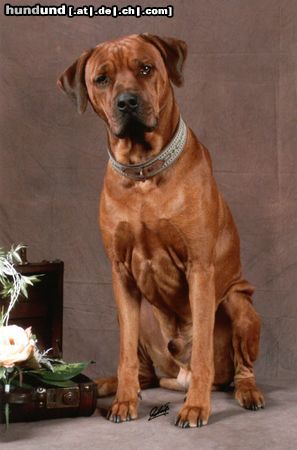 Rhodesian Ridgeback Hunde Foto 11167 Rhodesian Ridgeback Unser Paco