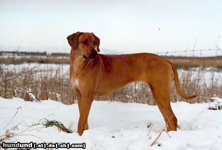 Rhodesian Ridgeback Hunde Foto 3647 Rhodesian Ridgeback Shayengana Rhodesian Ridgebacks
