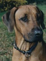 Rhodesian Ridgeback