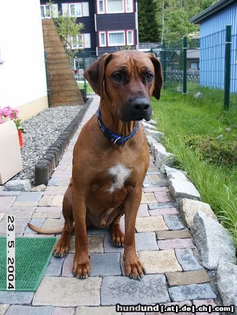Rhodesian Ridgeback Hunde Foto 11654 Rhodesian Ridgeback Chris beim Fototermin