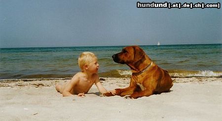 Rhodesian Ridgeback Hunde Foto 12283 Rhodesian Ridgeback
