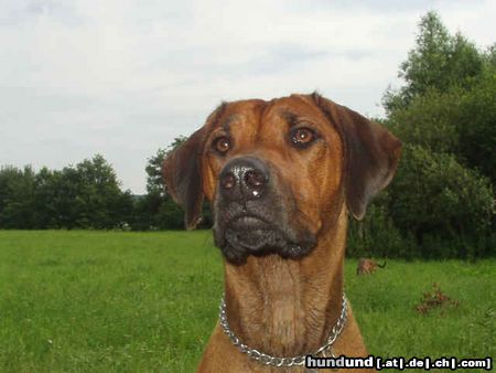Rhodesian Ridgeback Hunde Foto 15678 in höherer Auflösung ansehen Rhodesian Ridgeback Conjali Phansulu