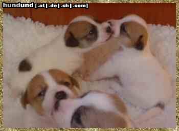 Rhodesian Ridgeback Hunde Foto 9373 Rhodesian Ridgeback jack russell terrier welpen 4 wochen alt