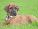 Rhodesian Ridgeback Hunde Foto 27638 in höherer Auflösung ansehen Rhodesian Ridgeback Dayo Banjoko mit 9 Wochen