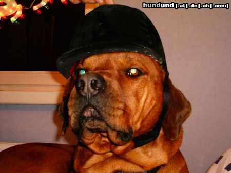 Rhodesian Ridgeback Hunde Foto 11809 Rhodesian Ridgeback herr general paco!!!