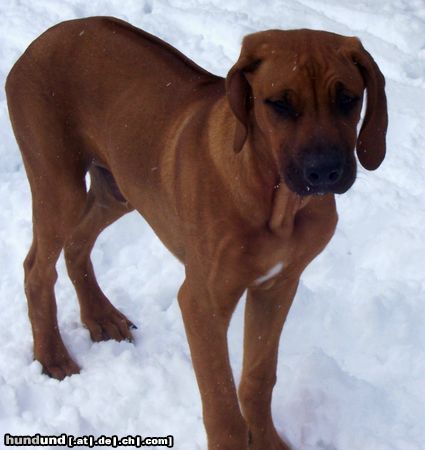 Rhodesian Ridgeback Hunde Foto 18742 Rhodesian Ridgeback unser süsser...