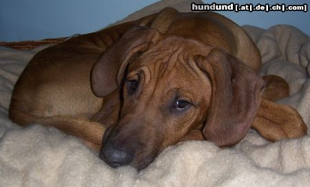 Rhodesian Ridgeback Hunde Foto 18738 Rhodesian Ridgeback ...warte auf Mama......