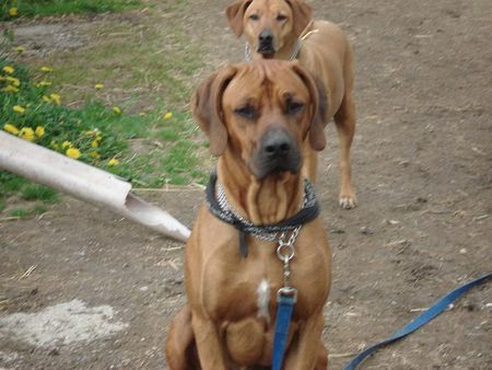 Rhodesian Ridgeback Hunde Foto 31812 Rhodesian Ridgeback Jack & Lia