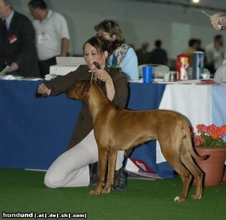 Rhodesian Ridgeback Hunde Foto 23120 in höherer Auflösung ansehen Rhodesian Ridgeback Heshima ya Kimba Dizzy Scooby-Dee