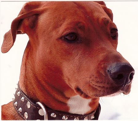 Rhodesian Ridgeback Unsere Hündin Doro