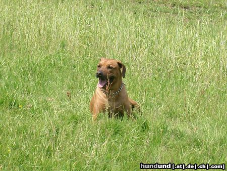 Rhodesian Ridgeback Hunde Foto 21939 Rhodesian Ridgeback ben