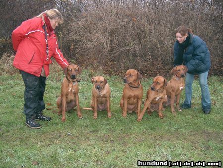 Rhodesian Ridgeback Hunde Foto 16902 Rhodesian Ridgeback fünf freunde
