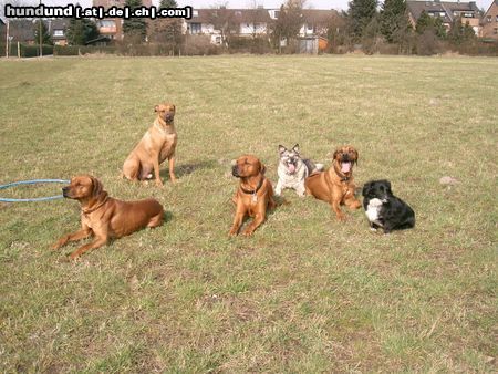 Rhodesian Ridgeback Hunde Foto 20647 Rhodesian Ridgeback Fynn und seine Freunde