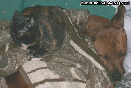 Rhodesian Ridgeback Hunde Foto 15106 Rhodesian Ridgeback paco wird von lisa ausgebrütet!