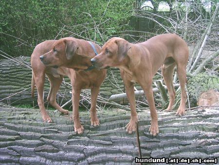 Rhodesian Ridgeback Hunde Foto 11169 Rhodesian Ridgeback Wo ist der Löwe???