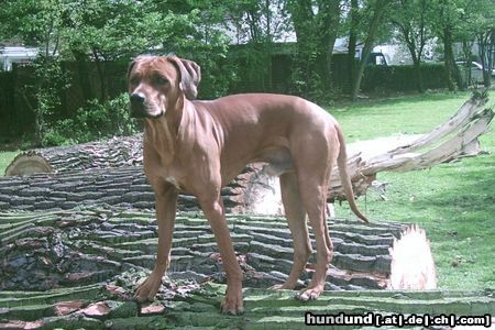 Rhodesian Ridgeback Hunde Foto 11806 Rhodesian Ridgeback BANTOU 11 monate