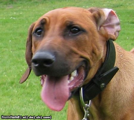 Rhodesian Ridgeback Hunde Foto 21070 in höherer Auflösung ansehen Rhodesian Ridgeback
