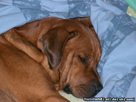 Rhodesian Ridgeback Hunde Foto 14910 Rhodesian Ridgeback oh, ein riesenknuddel müder ridgi