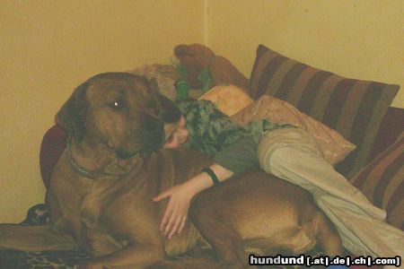Rhodesian Ridgeback Hunde Foto 11808 Rhodesian Ridgeback immer lieb und freundlich, paco