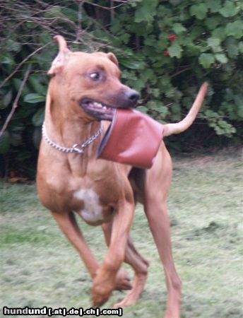 Rhodesian Ridgeback Hunde Foto 24980 in höherer Auflösung ansehen Rhodesian Ridgeback Ein irrer Blick