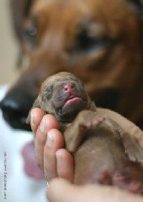 Rhodesian Ridgeback Hunde Foto 30588 in höherer Auflösung ansehen Rhodesian Ridgeback Unser B-Wurf im März 2006