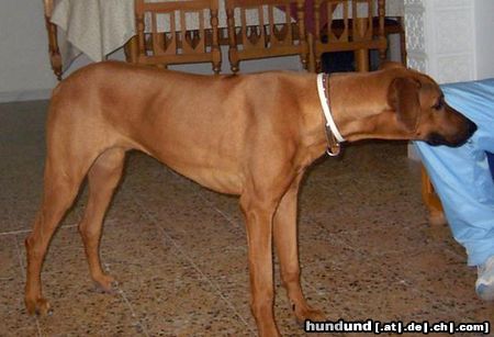 Rhodesian Ridgeback Hunde Foto 19665 in höherer Auflösung ansehen Rhodesian Ridgeback