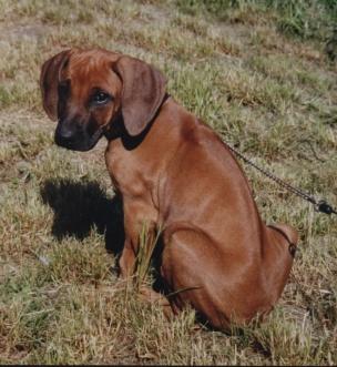 Rhodesian Ridgeback