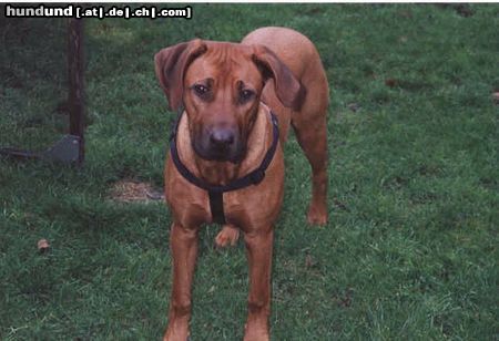 Rhodesian Ridgeback Hunde Foto 16498 Rhodesian Ridgeback