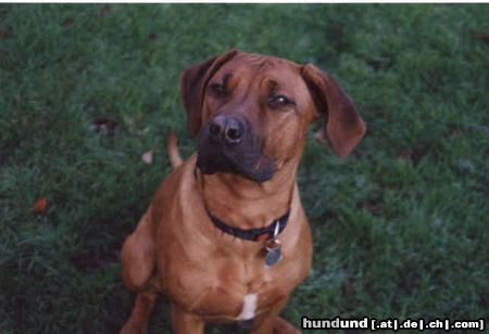 Rhodesian Ridgeback Hunde Foto 16690 Rhodesian Ridgeback Bin ich nich ne hübsche?