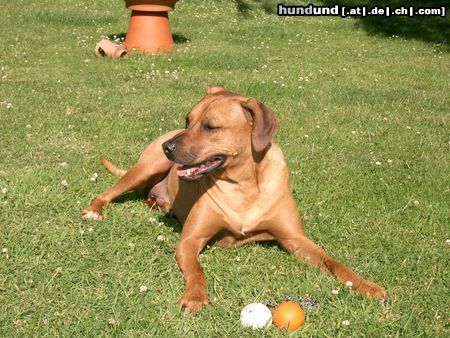 Rhodesian Ridgeback Hunde Foto 12948 Rhodesian Ridgeback