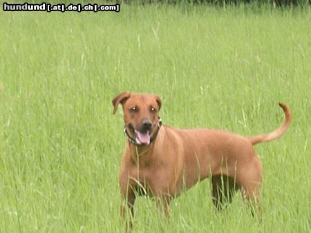 Rhodesian Ridgeback Hunde Foto 12949 Rhodesian Ridgeback