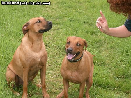 Rhodesian Ridgeback Hunde Foto 12950 Rhodesian Ridgeback