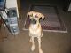 Rhodesian Ridgeback Hunde Foto 22257 Rhodesian Ridgeback