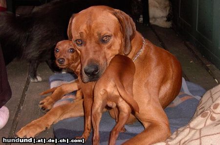 Rhodesian Ridgeback Hunde Foto 25244 in höherer Auflösung ansehen Rhodesian Ridgeback RR und Zwergpinscher der sich für einen RR hält, kuscheln!