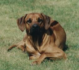 Rhodesian Ridgeback