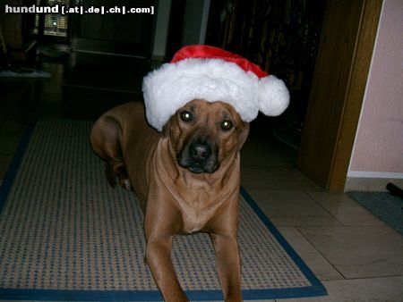 Rhodesian Ridgeback Hunde Foto 16903 Rhodesian Ridgeback