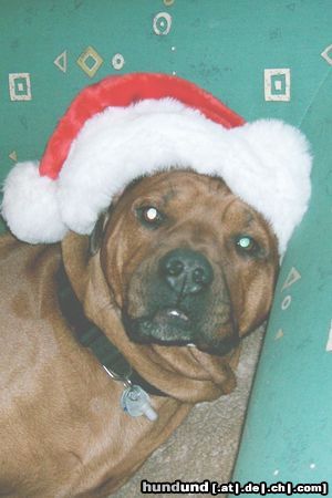 Rhodesian Ridgeback Hunde Foto 16949 Rhodesian Ridgeback nikolaus? nein, nikopaco!!!