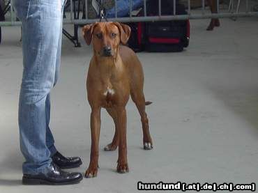Rhodesian Ridgeback Hunde Foto 23119 in höherer Auflösung ansehen Rhodesian Ridgeback Kampfschläfer HyK Dizzy Scooby-Dee