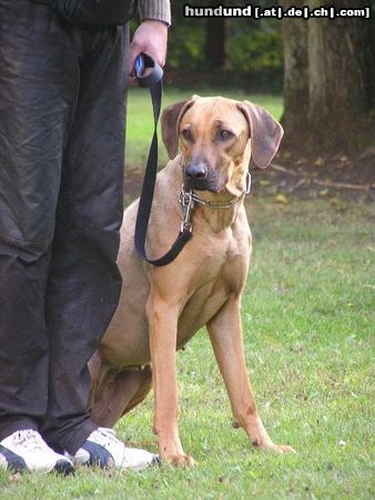 Rhodesian Ridgeback Hunde Foto 24414 in höherer Auflösung ansehen Rhodesian Ridgeback