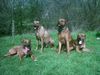 Rhodesian Ridgeback Foto: Unsere richis & Freunde (ID 11166) Rhodesian Ridgeback Hund