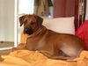 Rhodesian Ridgeback Foto: Khiari (ID 21675) Rhodesian Ridgeback Hund