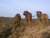 Rhodesian Ridgeback Hund