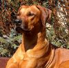 Rhodesian Ridgeback Hund